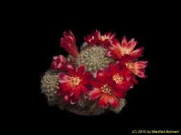 Sulcorebutia verticillacantha v. cuprea HS221a 2082